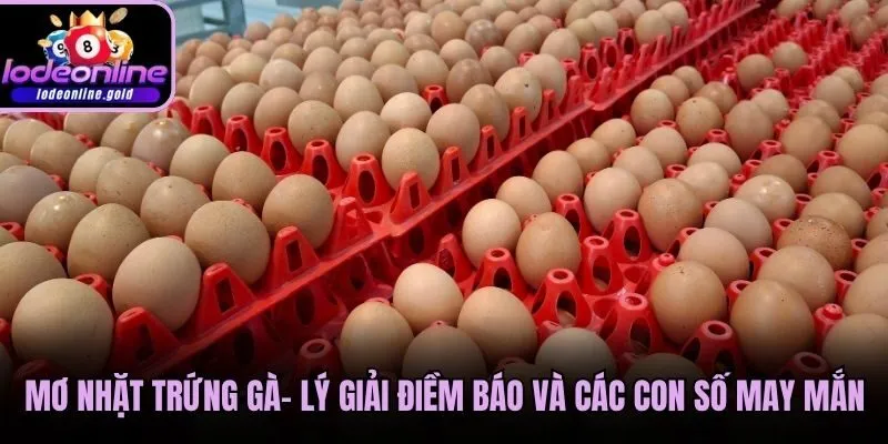 Mơ Nhặt Trứng Gà- Lý Giải Điềm Báo Và Các Con Số May Mắn
